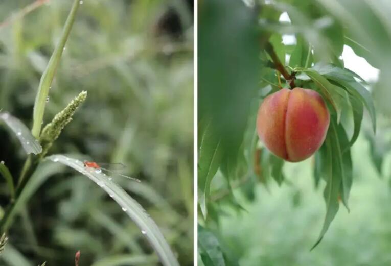 原生態(tài)農(nóng)產(chǎn)品品牌設(shè)計(jì) 原生態(tài)農(nóng)產(chǎn)品品牌設(shè)計(jì)