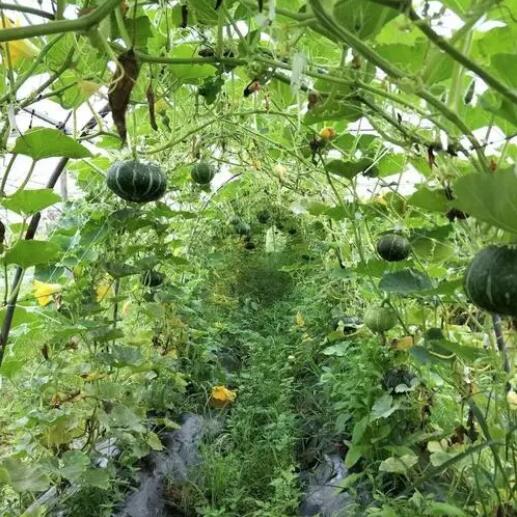 原生態(tài)農(nóng)產(chǎn)品品牌設(shè)計理念