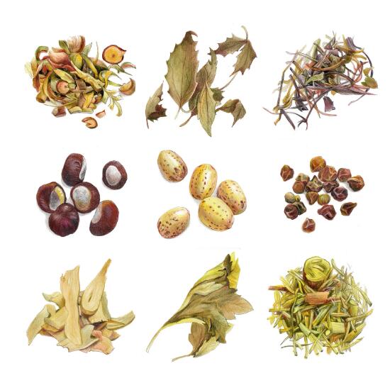 12000種中草藥大全名稱，中藥品牌命名