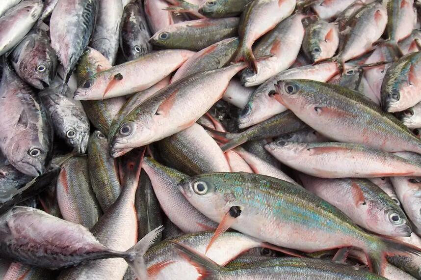 水產(chǎn)品品牌設(shè)計(jì)理念 水產(chǎn)品品牌設(shè)計(jì)理念