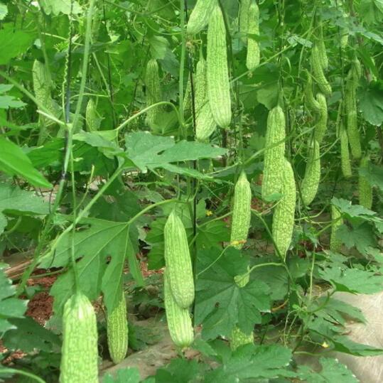 蔬菜水果農(nóng)產(chǎn)品的品牌營銷策劃