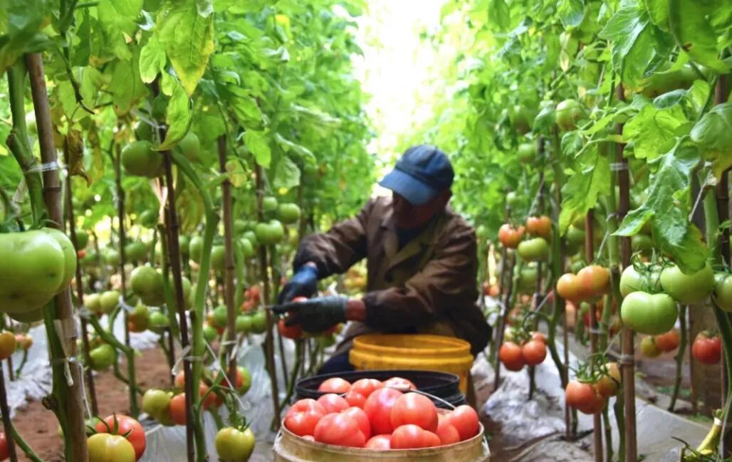 1668409146209215.jpg 85.jpg