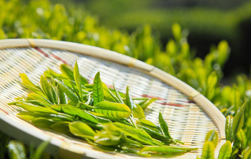 1677470466875809.jpg 茶葉vi設(shè)計(jì)